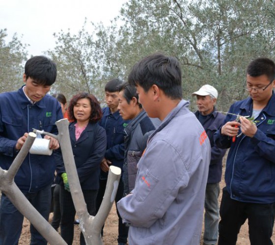 公司从产业链起始端着手，引进良种优苗，繁育基地苗圃，优化树种，以优质的橄榄树苗为生产特级初榨开云中国 - (中国)贵阳开云中国文化传媒公司欢迎您提供基础保障。在以自建万亩国家标准化油橄榄..